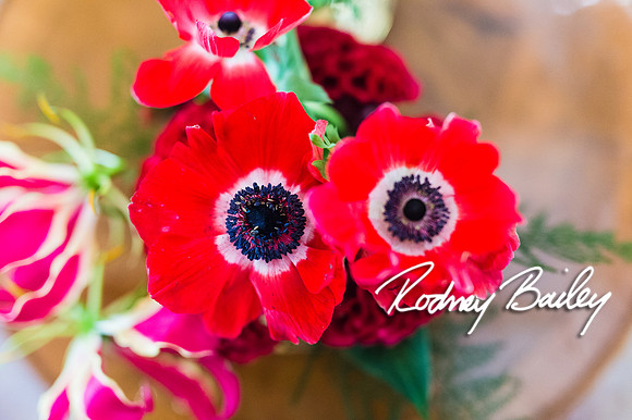 0065__10-28-14 _Bergerons Flowers_Rodney Bailey Photography