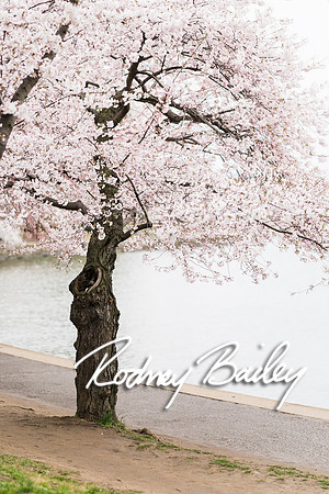 0004__4-9-15 Krishna Belino-John Cart_Engagement DC_Rodney Bailey Photography