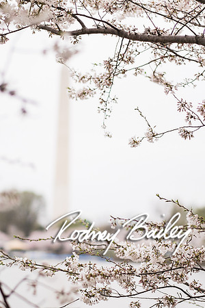 0005__4-9-15 Krishna Belino-John Cart_Engagement DC_Rodney Bailey Photography