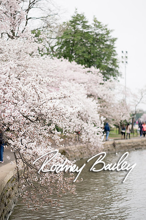0008__4-9-15 Krishna Belino-John Cart_Engagement DC_Rodney Bailey Photography