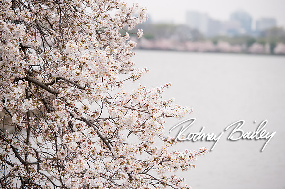 0010__4-9-15 Krishna Belino-John Cart_Engagement DC_Rodney Bailey Photography