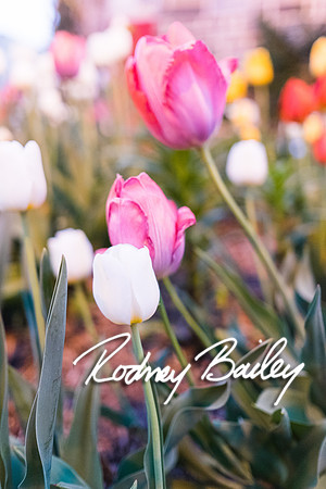 0072__4-21-15_The Dandelion Patch- United With Love_Georgetown_Rodney Bailey Photography