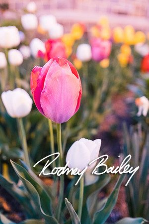 0073__4-21-15_The Dandelion Patch- United With Love_Georgetown_Rodney Bailey Photography
