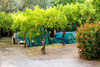 0022__ITALY-2026_SORENTO-POSTITANO-AMAFI-RAVELLO-VIESTE