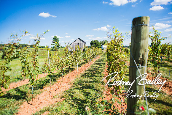 Virginia-Winery-Vineyard-Weddings-Ceremony-Reception-VA-Photographer_0004