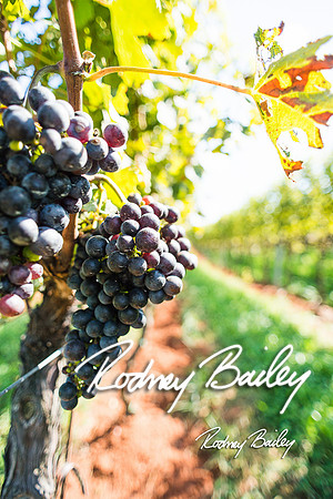 Virginia-Winery-Vineyard-Weddings-Ceremony-Reception-VA-Photographer_0008