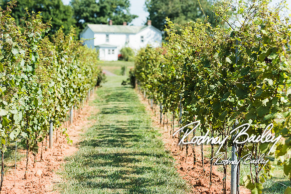 Virginia-Winery-Vineyard-Weddings-Ceremony-Reception-VA-Photographer_0005