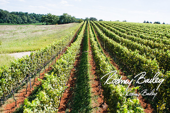 Virginia-Winery-Vineyard-Weddings-Ceremony-Reception-VA-Photographer_0009