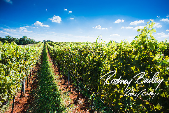 Virginia-Winery-Vineyard-Weddings-Ceremony-Reception-VA-Photographer_0011