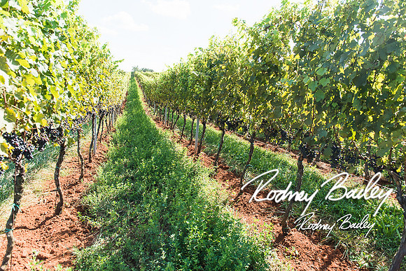 Virginia-Winery-Vineyard-Weddings-Ceremony-Reception-VA-Photographer_0006