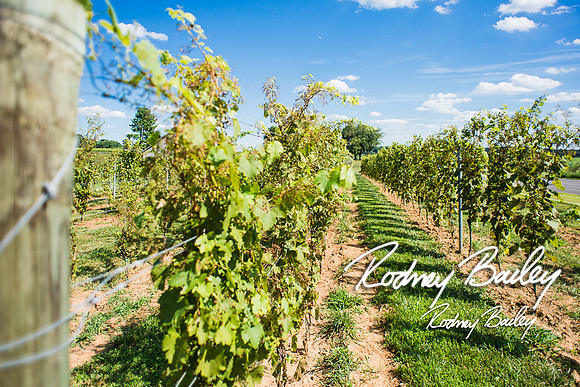 Virginia-Winery-Vineyard-Weddings-Ceremony-Reception-VA-Photographer_0003