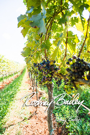 Virginia-Winery-Vineyard-Weddings-Ceremony-Reception-VA-Photographer_0007