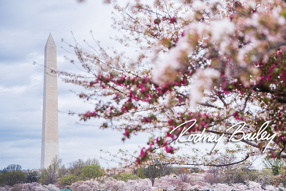 0114_3-31-16_Milano-Family--Wedding-Event-Photography-Rodney-Bailey-Washington-DC