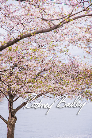 0073_3-31-16_Milano-Family--Wedding-Event-Photography-Rodney-Bailey-Washington-DC