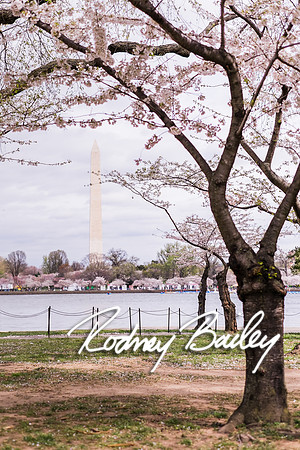 0065_3-31-16_Milano-Family--Wedding-Event-Photography-Rodney-Bailey-Washington-DC