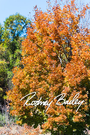 0097_10-26-14_The Atrium at Meadowlark Gardens Wedding_ Open House_Rodney Bailey Photography