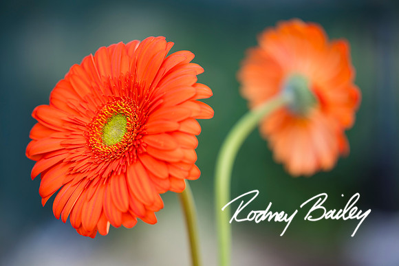 0074__6-21-25_Mark-Schramek-Kevin-Tarpey-wedding-HQO-events-DC-Rodney-Bailey-Photography