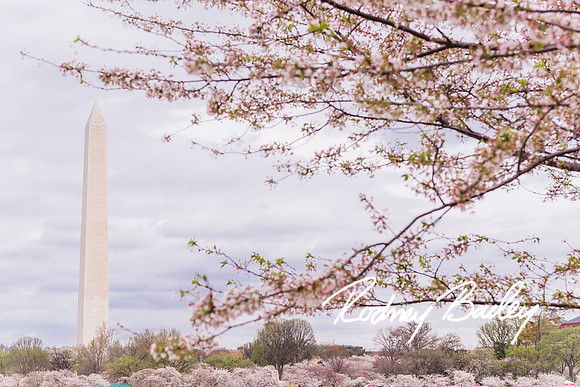 Washington-DC-Monuments-Georgetown-Lincoln-Jefferson-Fireworks-Virginia-Maryland-Rodney-Bailey-event--photographers__0009