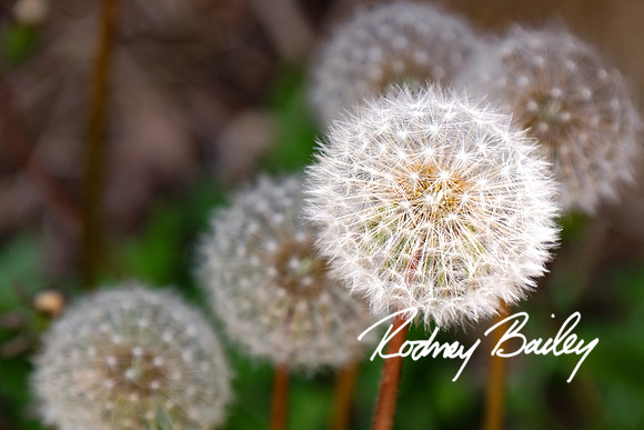 Washington-DC-Monuments-Georgetown-Lincoln-Jefferson-Fireworks-Virginia-Maryland-Rodney-Bailey-event--photographers__0083