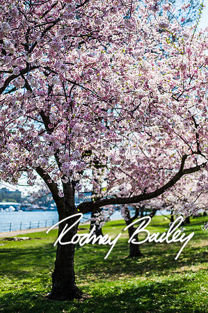 4-13-14 Kat-Craig Todd-Zofia-Alek JOC-Family Session-DC-RB_125