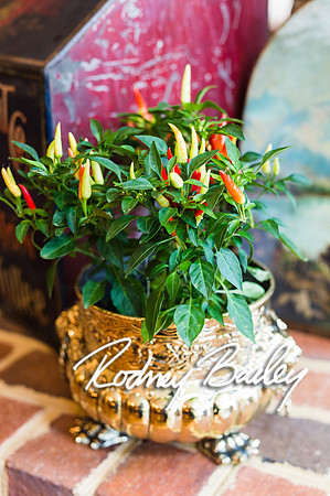 0243__10-28-14 _Bergerons Flowers_Rodney Bailey Photography