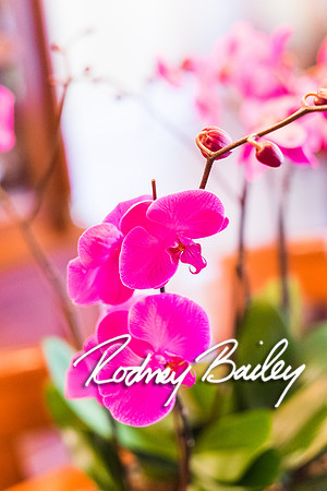 0256__10-28-14 _Bergerons Flowers_Rodney Bailey Photography