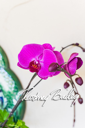 0214__10-28-14 _Bergerons Flowers_Rodney Bailey Photography