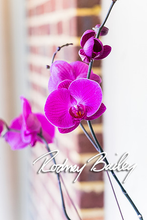 0213__10-28-14 _Bergerons Flowers_Rodney Bailey Photography